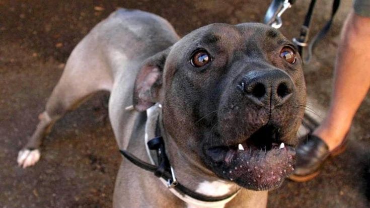 Aizzano un pitbull contro due ragazzini di 12 e 16 anni e li rapinano: arrestati sei baby rapinatori