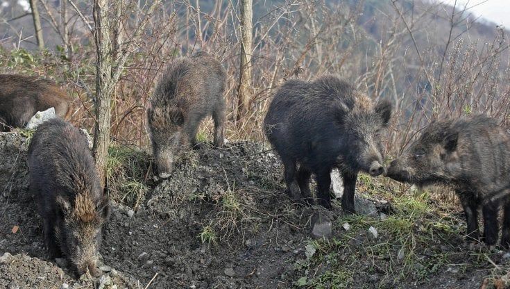 Cinghiali all'attacco delle vigne del Chianti: "Persi il 30% delle uve e posti di lavoro" 