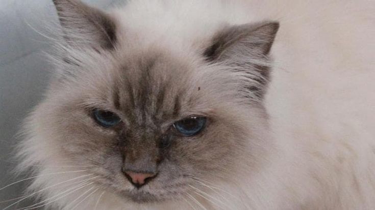 Rajah, Sita e gli altri: all’Enpa di Monza dove curano oltre 100 gatti abbandonati perché malati