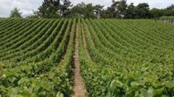 Francia, migranti sfruttati nelle vigne dello champagne. Al via il processo ai caporali delle bollicine