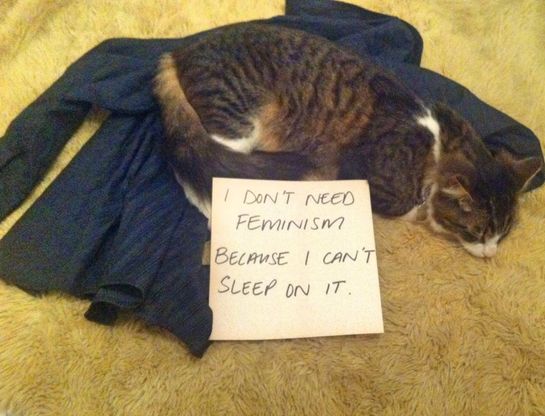 Contro il femminismo? Gatti confusi sulla parit&agrave; di genere