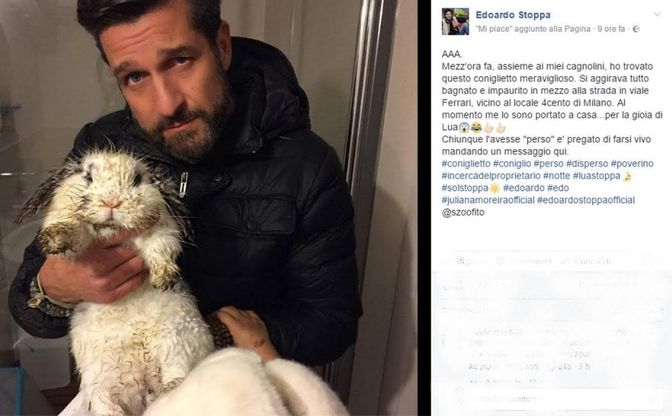 Milano, coniglio trovato per strada: l'appello su Facebook di Edoardo Stoppa