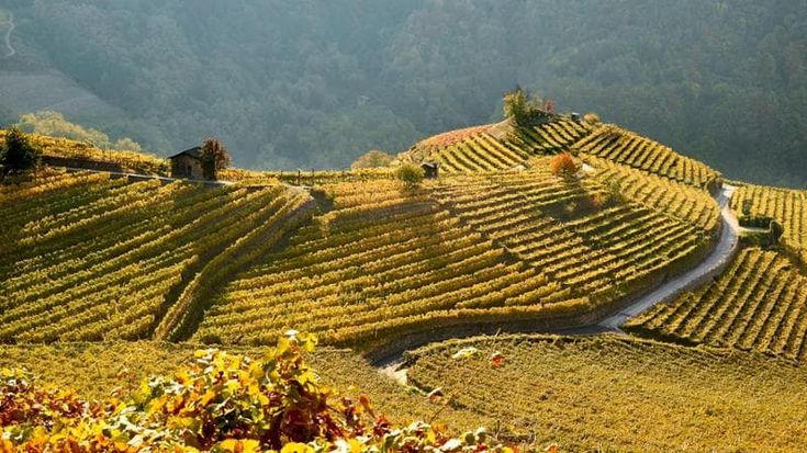 I grandi vini e la buona cucina: Zymbra alla tavola di Roy Caceres