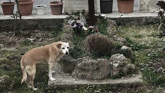  Nicoletta, la cagnolina che da 10 anni veglia la tomba del suo proprietario a Ischia