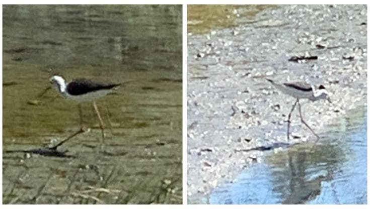 Bari, dopo il cigno nero ecco il Cavaliere d’Italia: l’uccello fa il nido nell’ansa di Marisabella