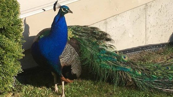 Distruggono auto e tetti, l'invasione dei pavoni che preoccupa la Romagna