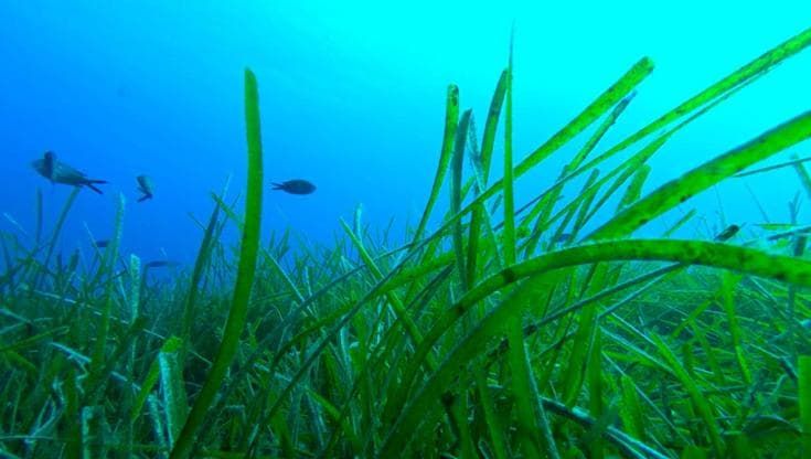 Così la posidonia ha imparato a sfruttare la luce dei fondali marini