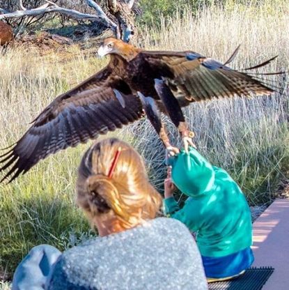 Australia, aquila attacca un bambino: "Scambiato per una preda"