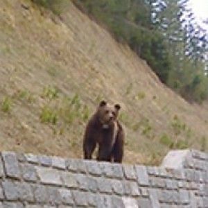 Svizzera, orso italiano in pericolo. Gli allevatori chiedono sia abbattuto