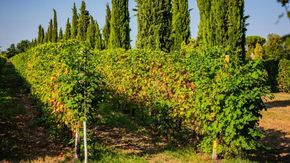 I ragazzi che restaurano i vigneti abbandonati che i vignaioli anziani non riescono più a coltivare