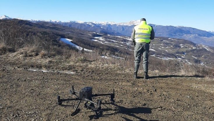 Peste suina, droni a caccia delle carcasse di cinghiale