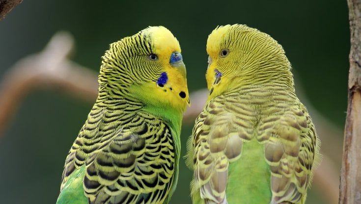 Gli uccelli  si parlano.  E forse noi cantavamo