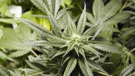 Dieci ragioni per dire sì alla legge sulla cannabis