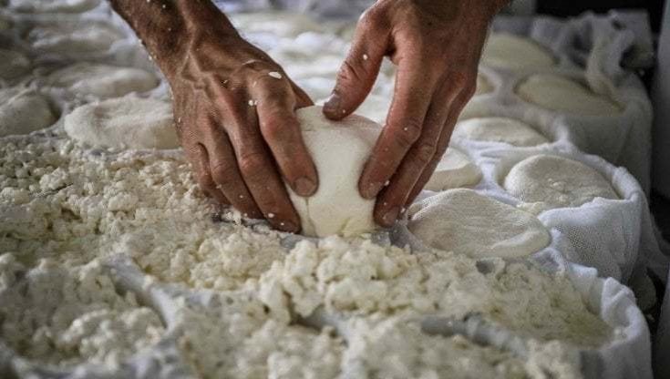 Sos mozzarelle e burrate in Puglia: guerra e caro energia fanno chiudere una stalla su 10. "A rischio un patrimonio economico, sociale e ambientale" 