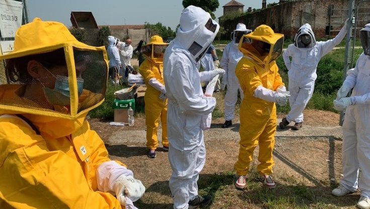Sul corpo delle api i segnali dell'inquinamento: il team della Statale e lo studio che guarda al territorio