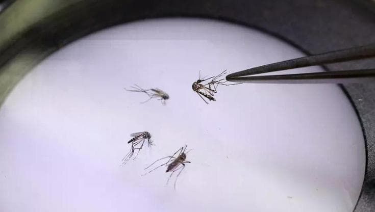 Dengue, record di casi in Italia. Il decalogo per contrastare il virus