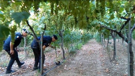 Foggia, nel vigneto 1.630 piante di marijuana: sequestrate 5 tonnellate di droga, due arresti