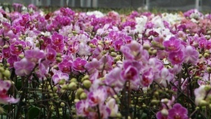 Le orchidee perdute, crisi e caro-bollette fanno sfiorire il record delle serre pugliesi: mezzo milione di fiori a rischio