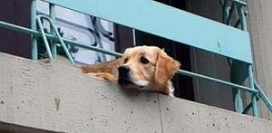 Abbandona i cani sul terrazzo di casa<br />denunciata una diciottenne