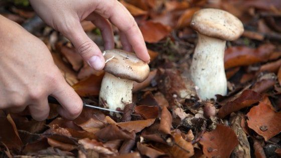 Troppo caldo, poca pioggia e i funghi scompaiono. Sì, anche i porcini