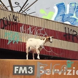Una capra si arrampica sul tetto della fermata metro Valle Aurelia