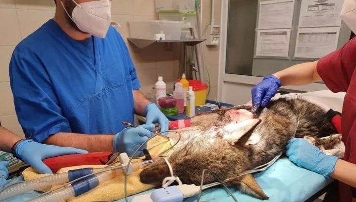 Cure intensive e un intervento chirurgico: è salva la lupa Cati trovata in fin di vita 