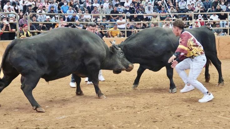 Anche il Giappone ha la sua corrida