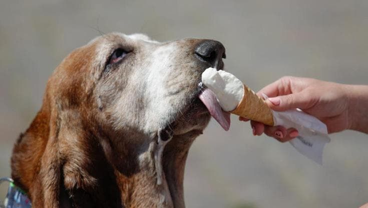 Un'estate da cani, le regole per nutrirlo quando fa più caldo