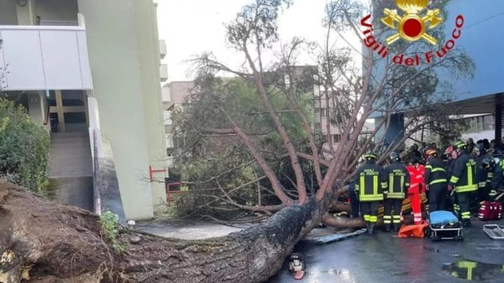 Cade un albero nel campus dell’università di Salerno, feriti 5 studenti: tre in codice rosso