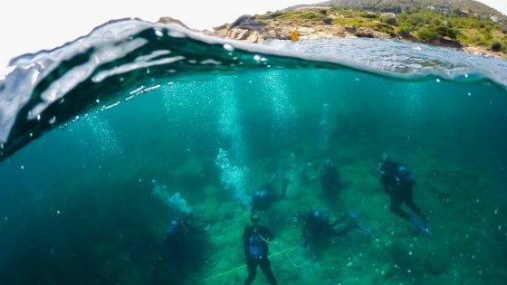 Un rifugio per i delfini: a Lipsi il primo 'Santuario' nell'Egeo