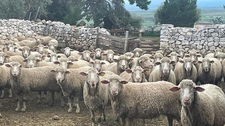 Slow Food valorizza le eccellenze pugliesi con 7 nuovi Presidi