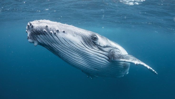 La cacca delle balene salverà il pianeta? L'appello di una biologa