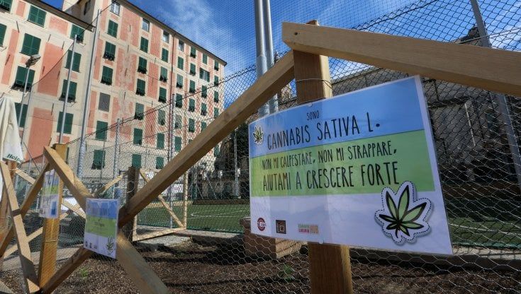 Le piantine di cannabis ai Luzzati che fanno arrabbiare la Lega
