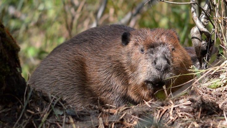 Comunicare l'orso, i cinghiali e le specie invasive: un master per imparare la divulgazione scientifica