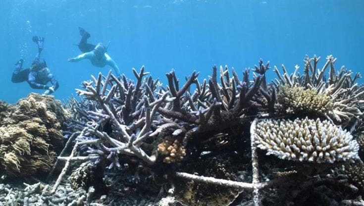 Grande barriera corallina, il paradosso: cala l’inquinamento atmosferico e peggiora lo sbiancamento