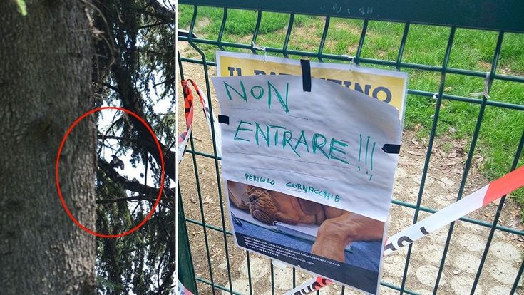 Milano, scene da Hitchcock nell'area cani: "Vietato l’ingresso, pericolo cornacchie"