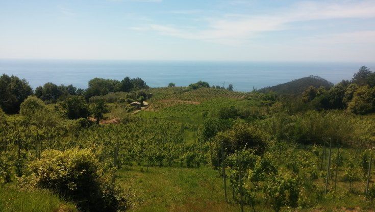 L'ascesa dei vini liguri: il segreto di un successo trainato dall'enoturismo