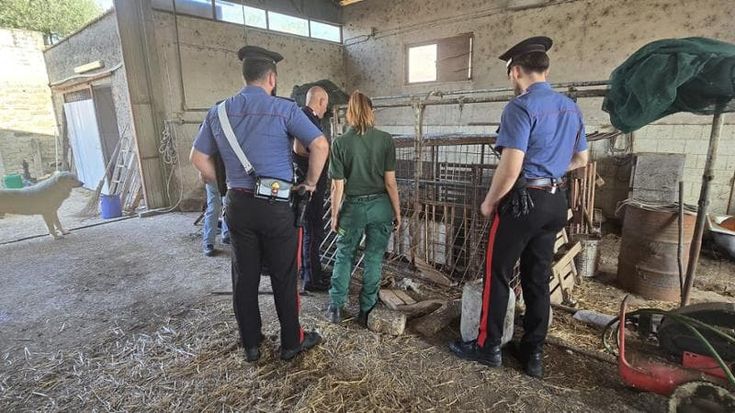 Animali maltrattati e malati, chiusa la Sfattoria degli ultimi