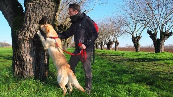 Gargano, il cane Teseo a caccia dei coleotteri protetti dalla Ue: "Fondamentali per l'ecosistema"