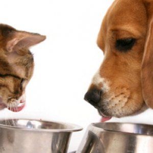 Il menù del futuro per cani e gatti