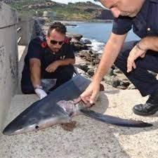 Catania,cattura e uccide un piccolo squalo. Il figlio mette la foto su facebook, denunciato