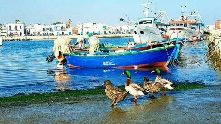 Bari, il quartiere Santo Spirito adotta la colonia di anatre