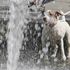 Meteo, picco del caldo ancora 2 giorni. Poi pioggia e grandine