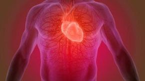 Dopo l’infarto, le cellule del cuore rinasceranno: ecco cosa ci aspetta in futuro