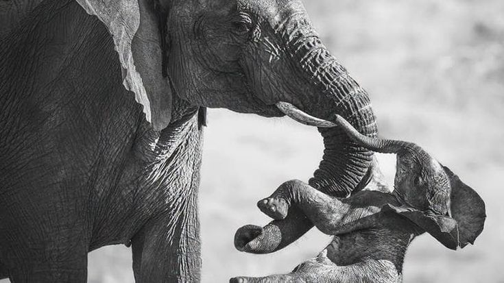 Federico Veronesi vince il Wildlife Photographer: lo scatto con un’elefantessa con un cucciolo morto
