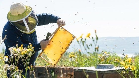 Il 2017, anno nero del miele: “Mai vista una crisi così”