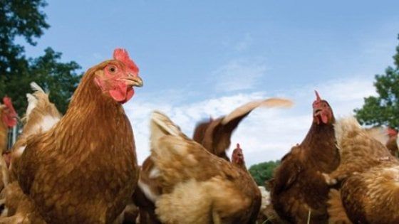 Dimenticate il "cervello di gallina". E' pieno di neuroni
