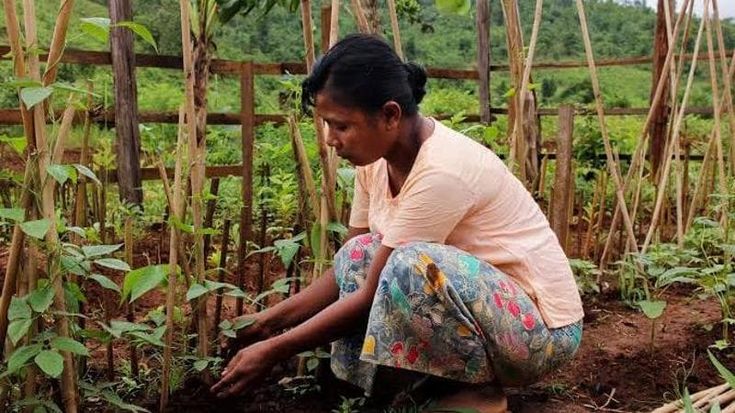 Cibo, le donne asiatiche premiate dalla Fao per un’agricoltura più sostenibile