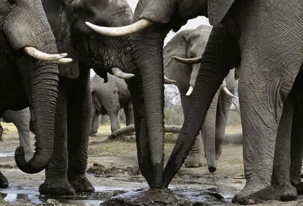 Allarme bracconaggio per gli elefanti africani. Ne rimangono solo 434.000
