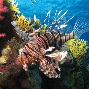 Il pesce scorpione arriva nel Mediterraneo, l'Ispra avvisa: "È pericoloso"